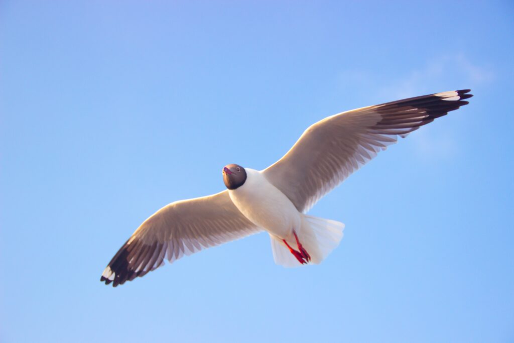 A gull soars overhead.