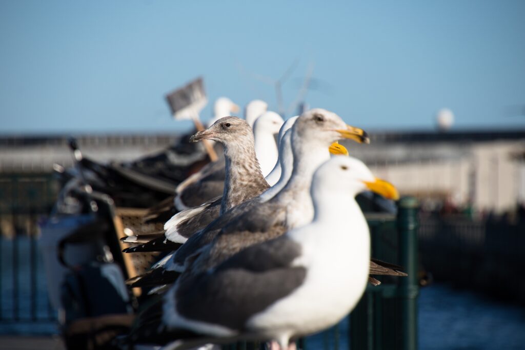 A group of gulls are lined up with one another on a dock.
