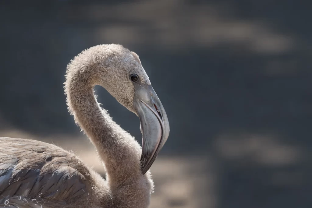 A young flamingo that has not yet obtained its signature pink color.