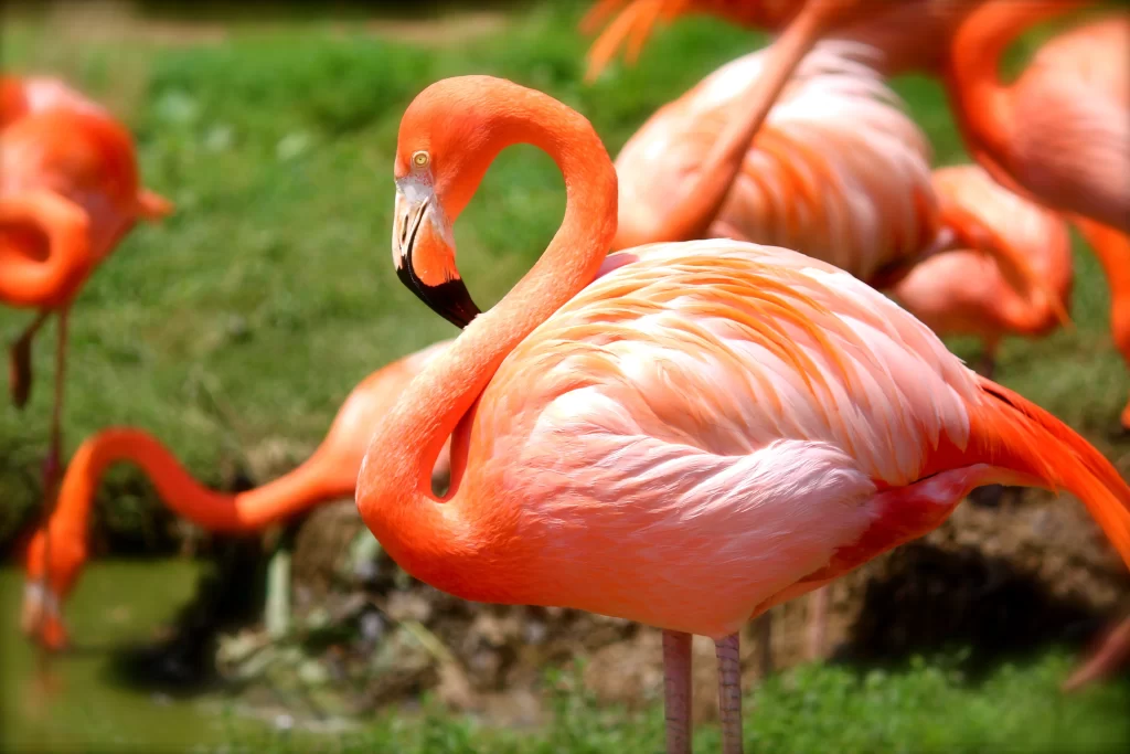 A brilliant adult flamingo showcases its beautiful pink color.