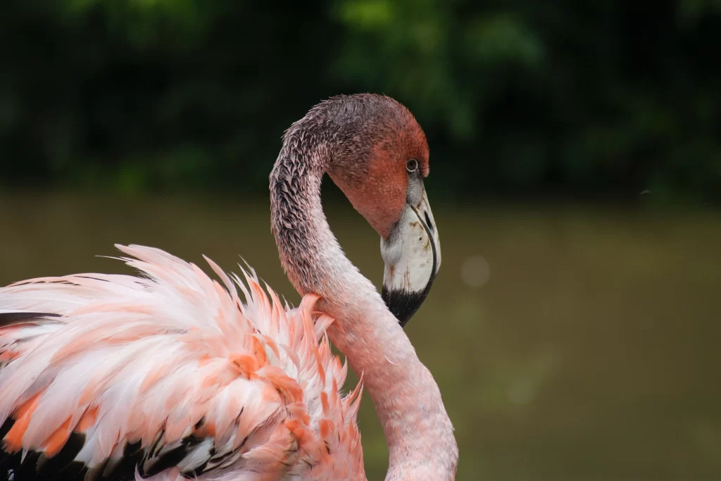 A young flamingo begins to develop its pink coloration.