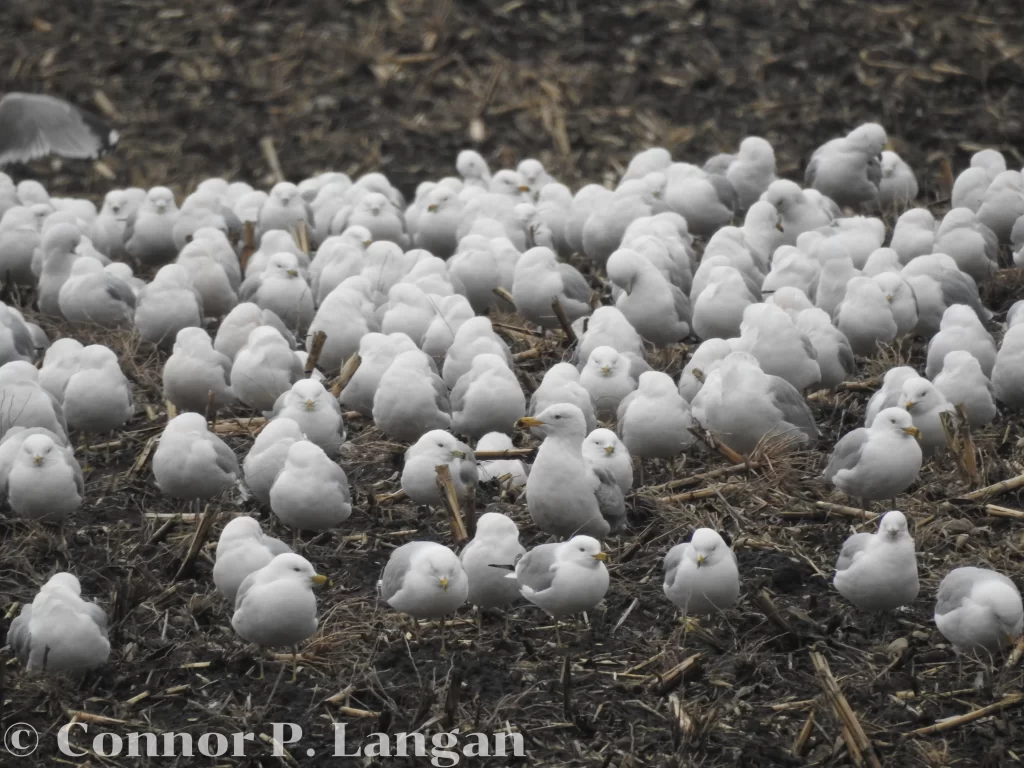 A group of gulls rest together in a tilled corn field.