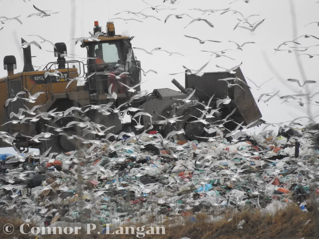 Gulls swarm at a landfill as a large machine moves trash.