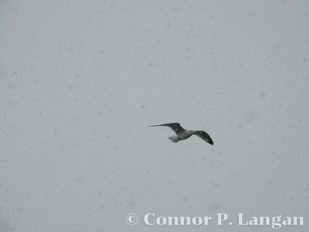 Do seagulls migrate? Surprisingly, seagulls are impressive migrants capable of travelling long distances. This seagull is flying through snow.