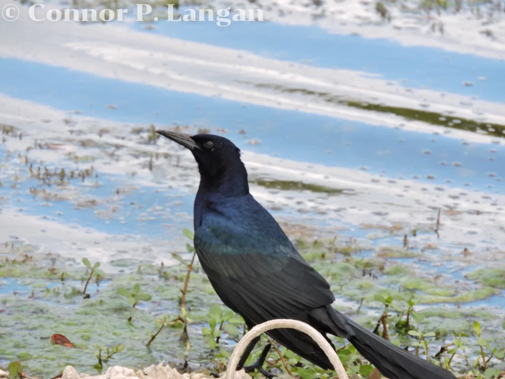 A male Boat-tailed Grackle sits next to a pond.