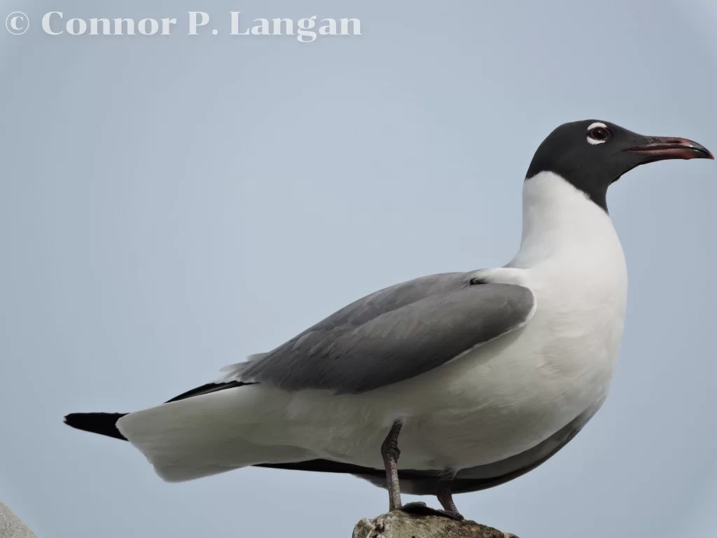 A Laughing Gull sits atop a light post.