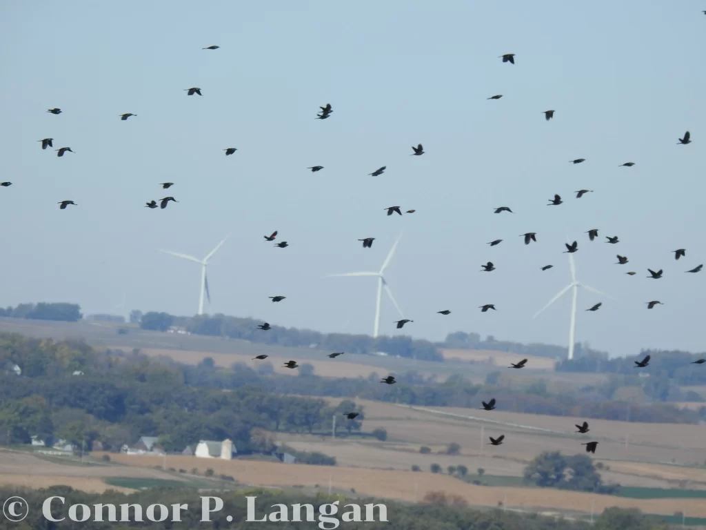 A group of Common Grackles flies against a clear sky in the fall.