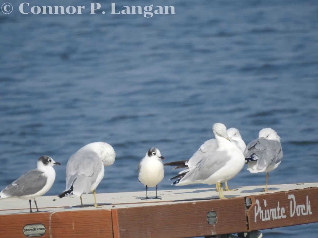 Ring-billed Gulls and Franklin's Gulls rest and preen on a dock.