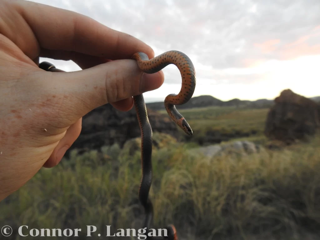 What do magpies eat? Snakes are occasionally on the menu for these birds. Here, I hold a small Prairie Ring-necked Snake in my hand.