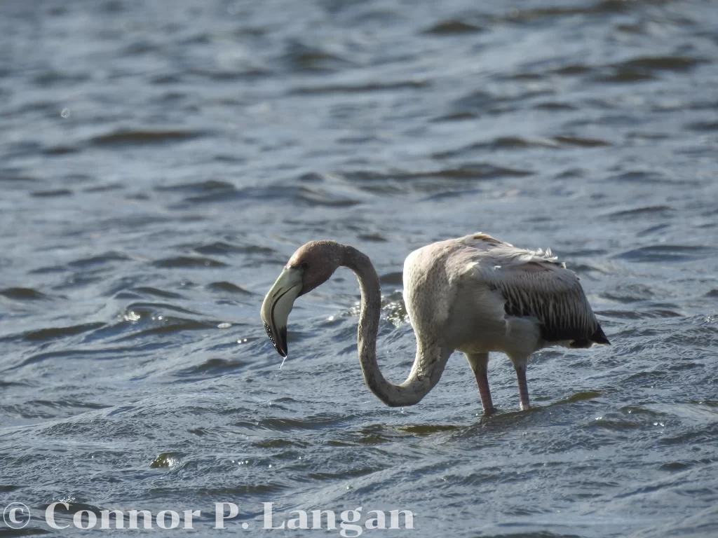 An immature American Flamingo feeds in a shallow lake.