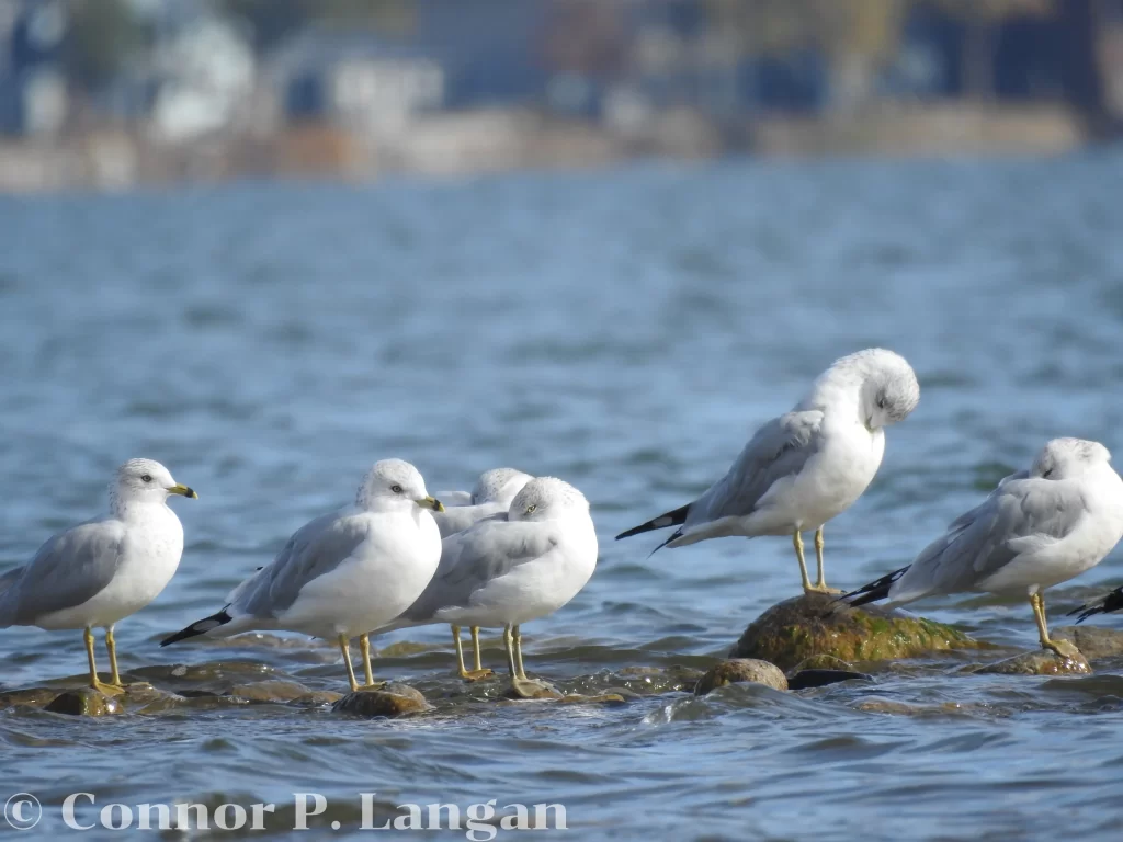 Are gulls protected? Gulls are protected in many countries. Here, a group of Ring-billed Gulls sits on rocks along a lake.