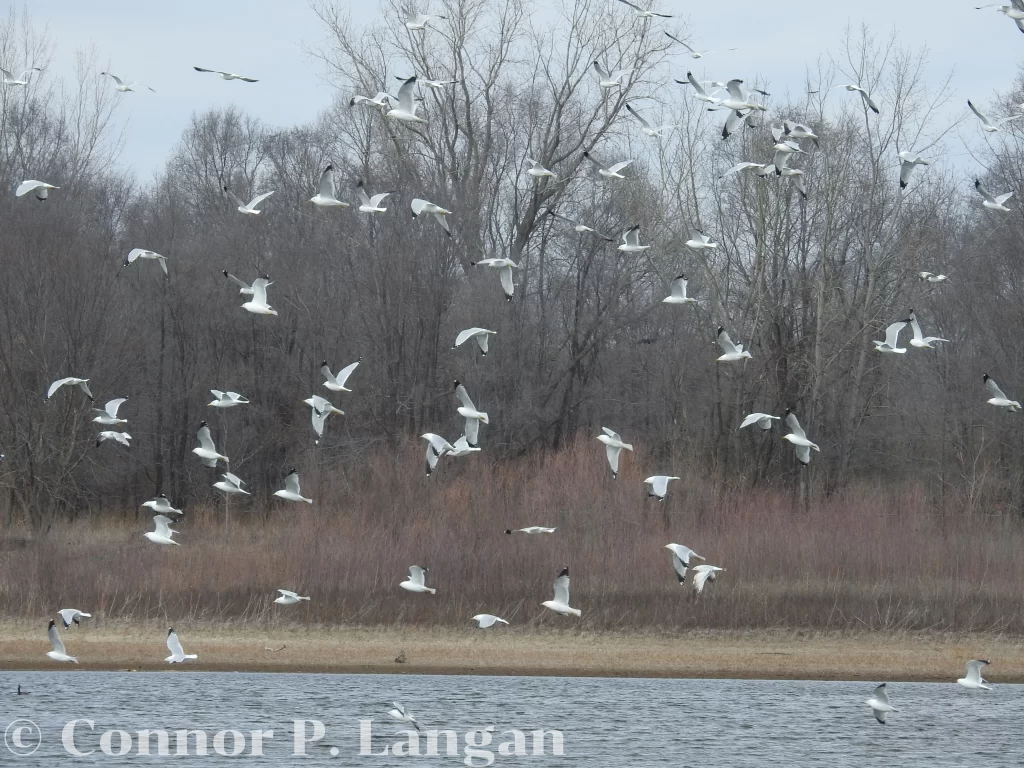 A group of gulls flies over a lake.