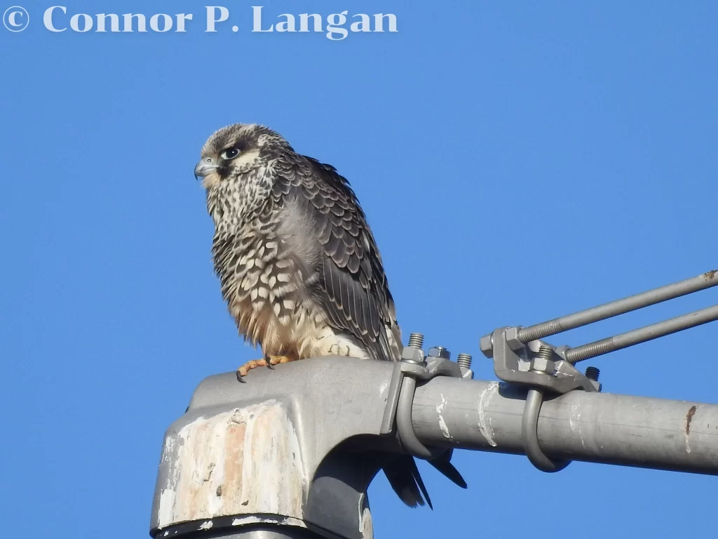 A young Peregrine Falcon searches for prey from atop a light post.