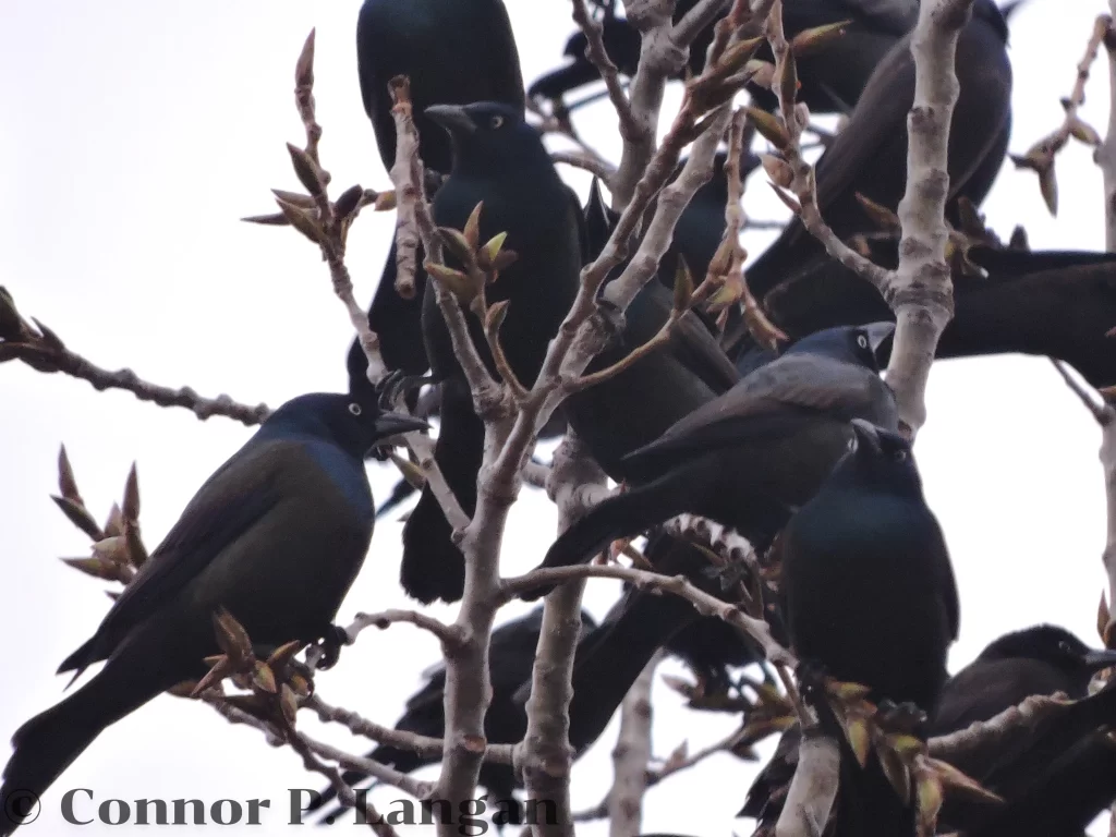 A group of Common Grackles roost together in a tree.