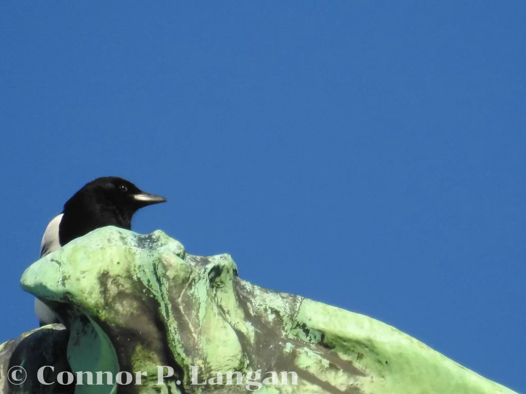 A Eurasian Magpie perches atop a statue.