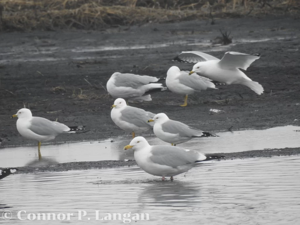 Gulls forage together in a flooded field.