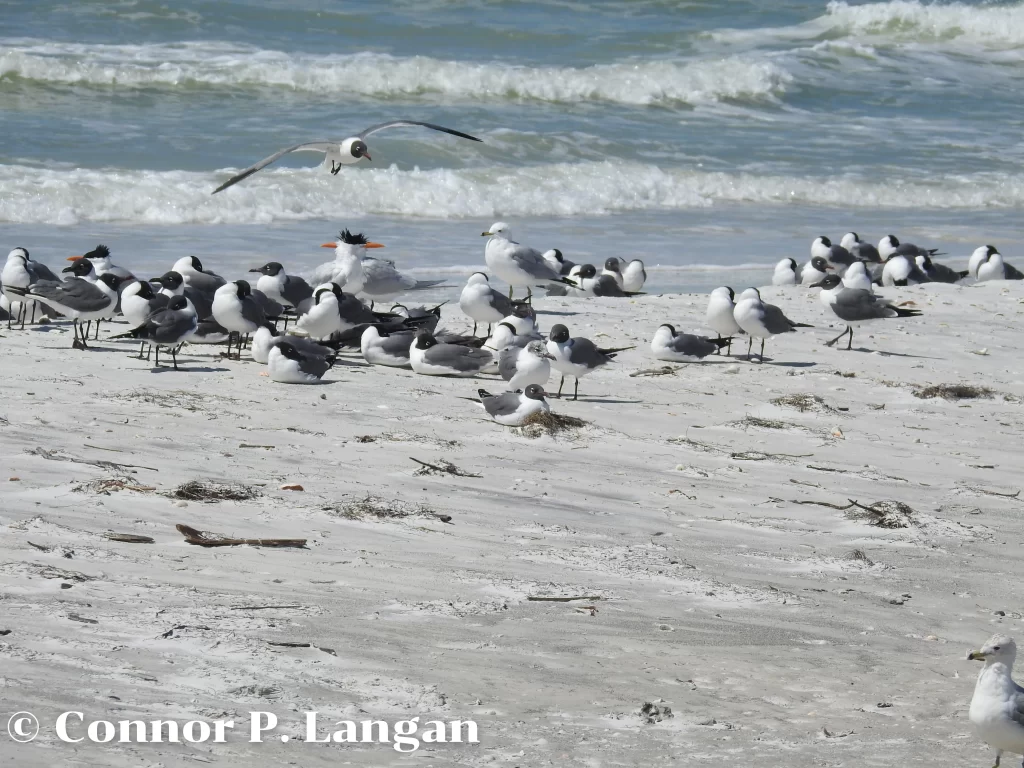 Several different gull species loaf on a beach.