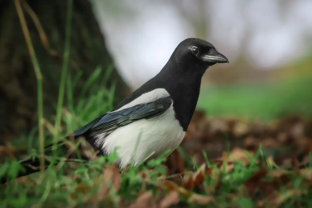 A magpie forages for food on the ground.