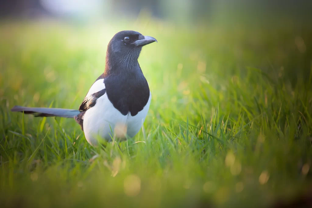 A magpie walks through a lawn.