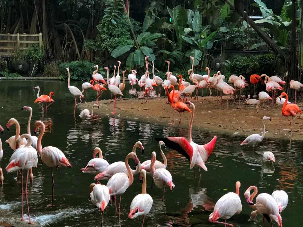 A colony of flamingos at a zoo contains several species.