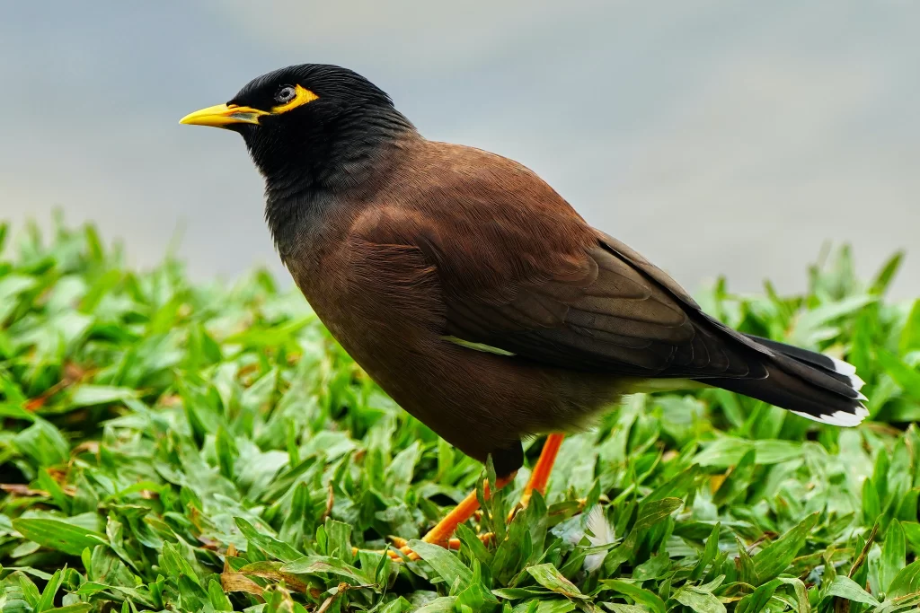 A myna forages in grass.