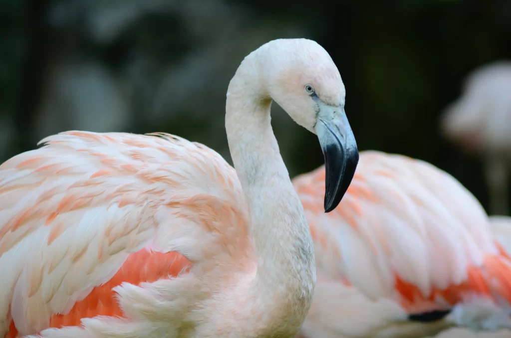 What color are flamingos when they are born? They are not pink like this flamingo. Rather, they are a mix of gray and brown colors.
