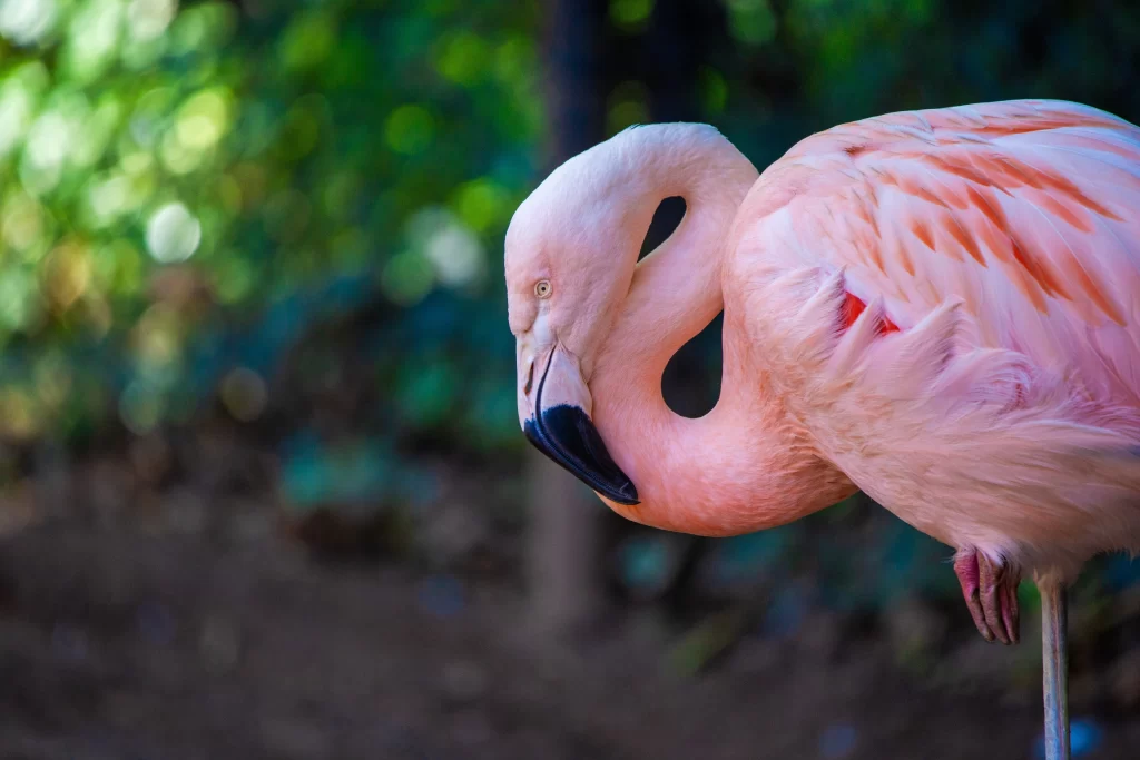 A flamingo stands on one leg while preening.