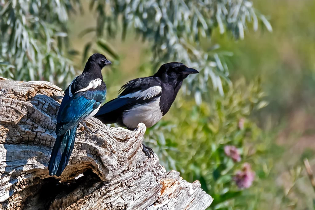 A couple of magpies associate with one another.