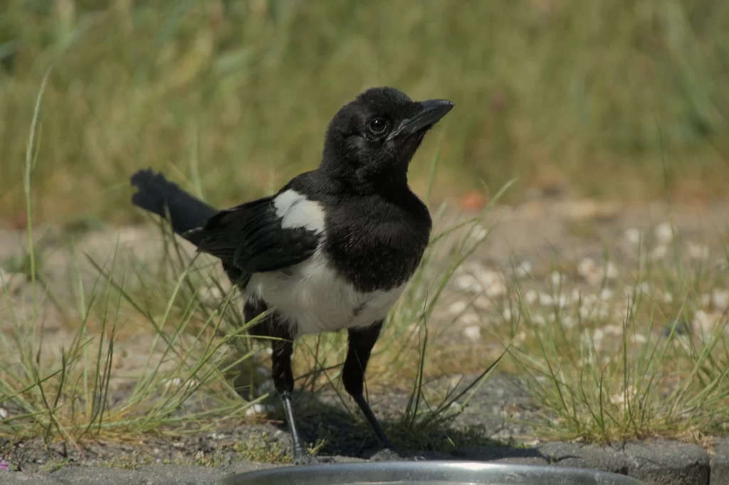 A young magpie stands on a rocky ground.