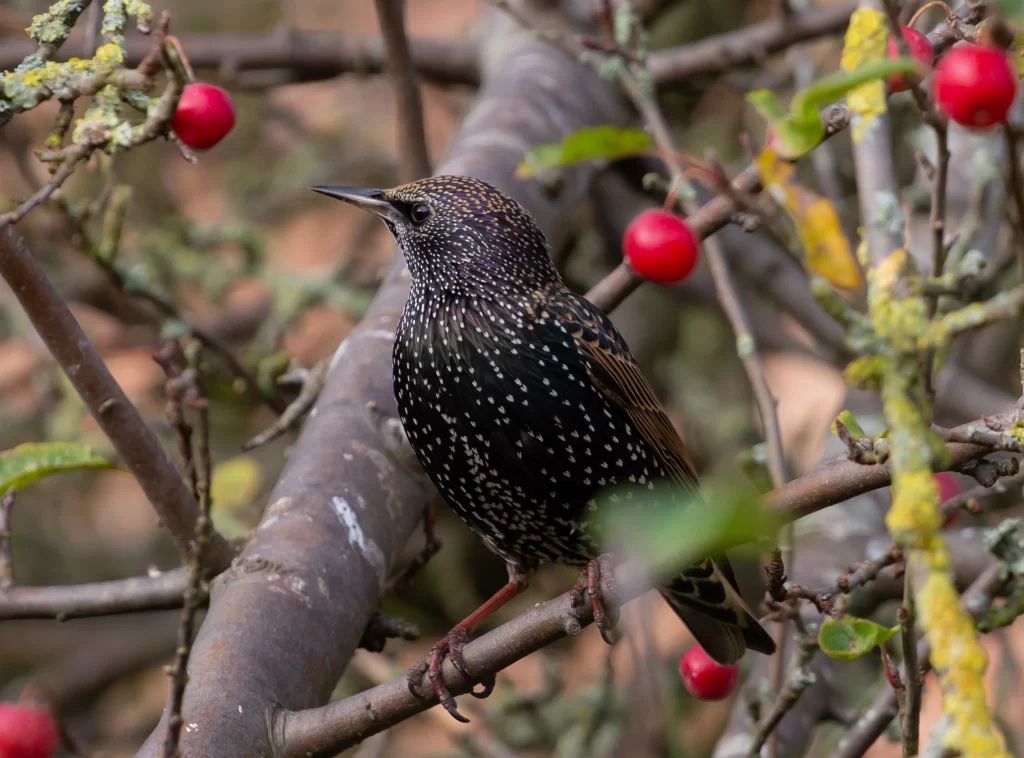 A European Starling in nonbreeding plumage sits in a crabapple tree.