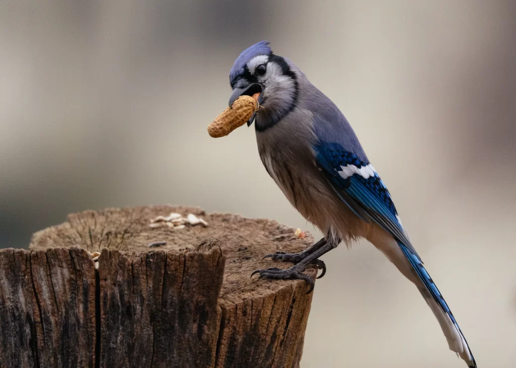 A Blue Jay grabs a whole peanut from a tree stump.