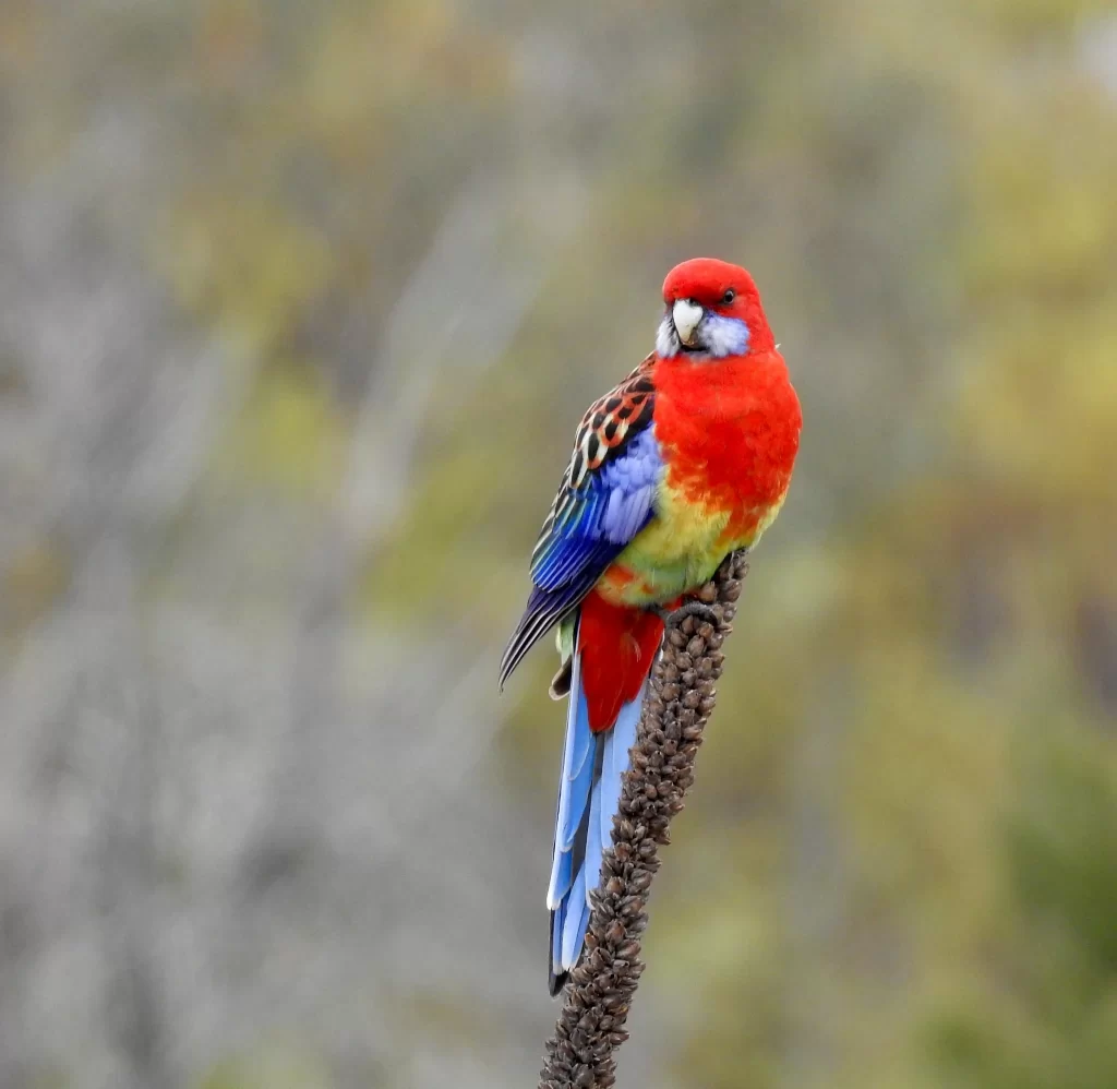 An Eastern Rosella sits on a great mullein plant.
