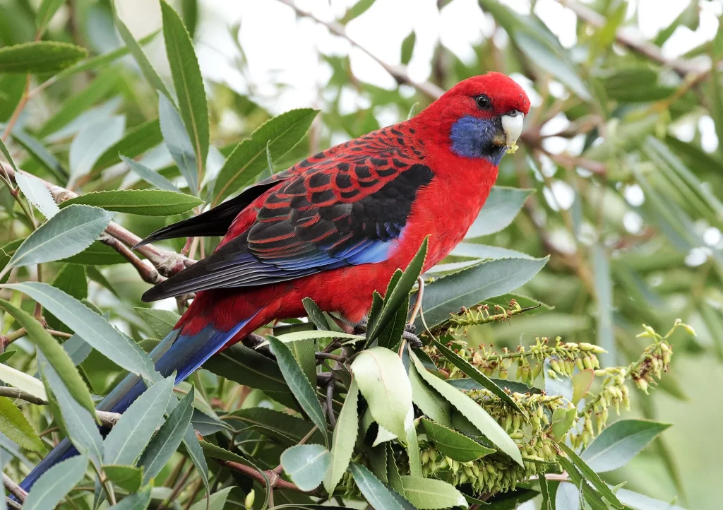 The 6 Types Of Rosellas – The Complete Guide
