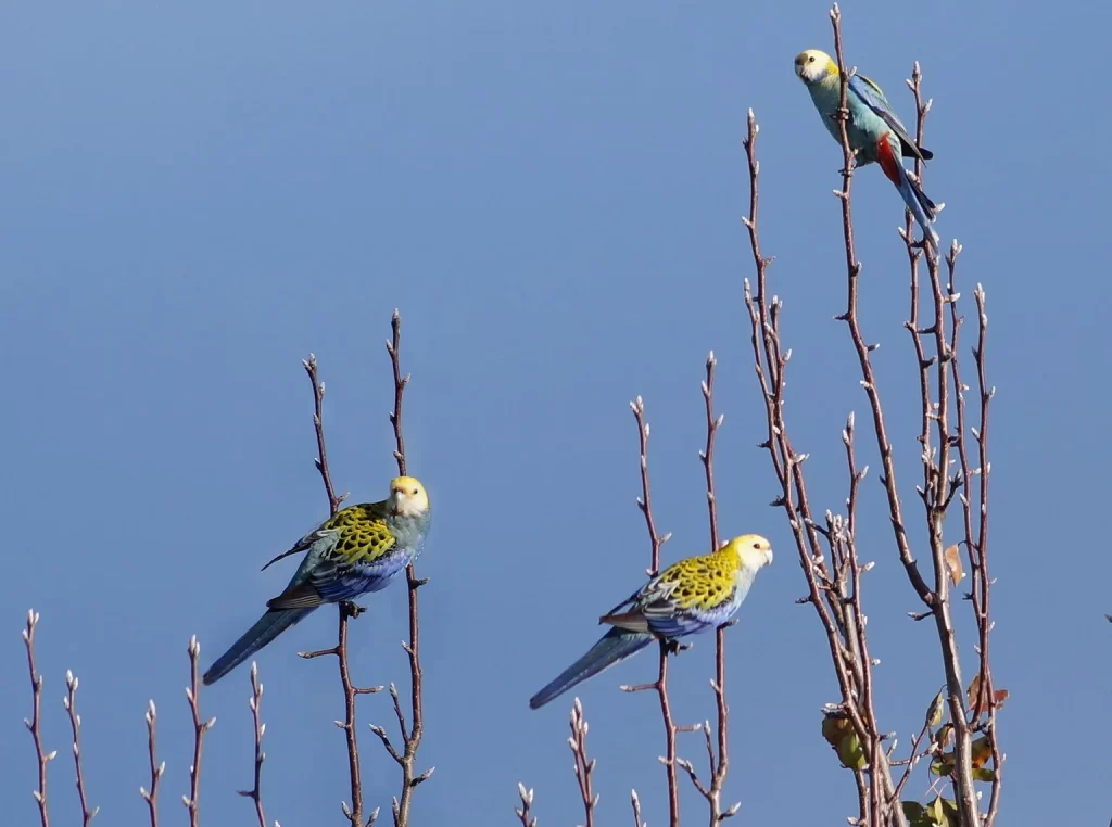 A trio of Pale-headed Rosellas perch atop a tree.