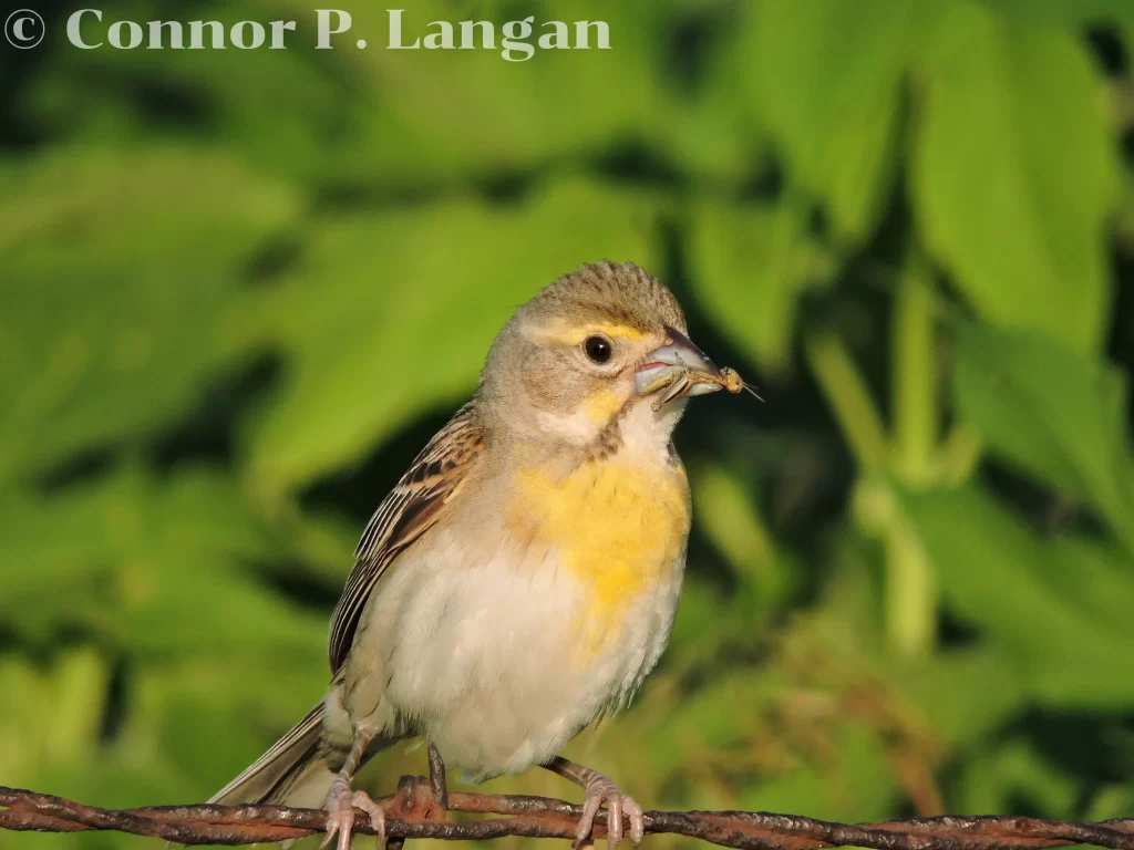 A female Dickcissel perches on barbed fire as she prepares to deliver food to her young.