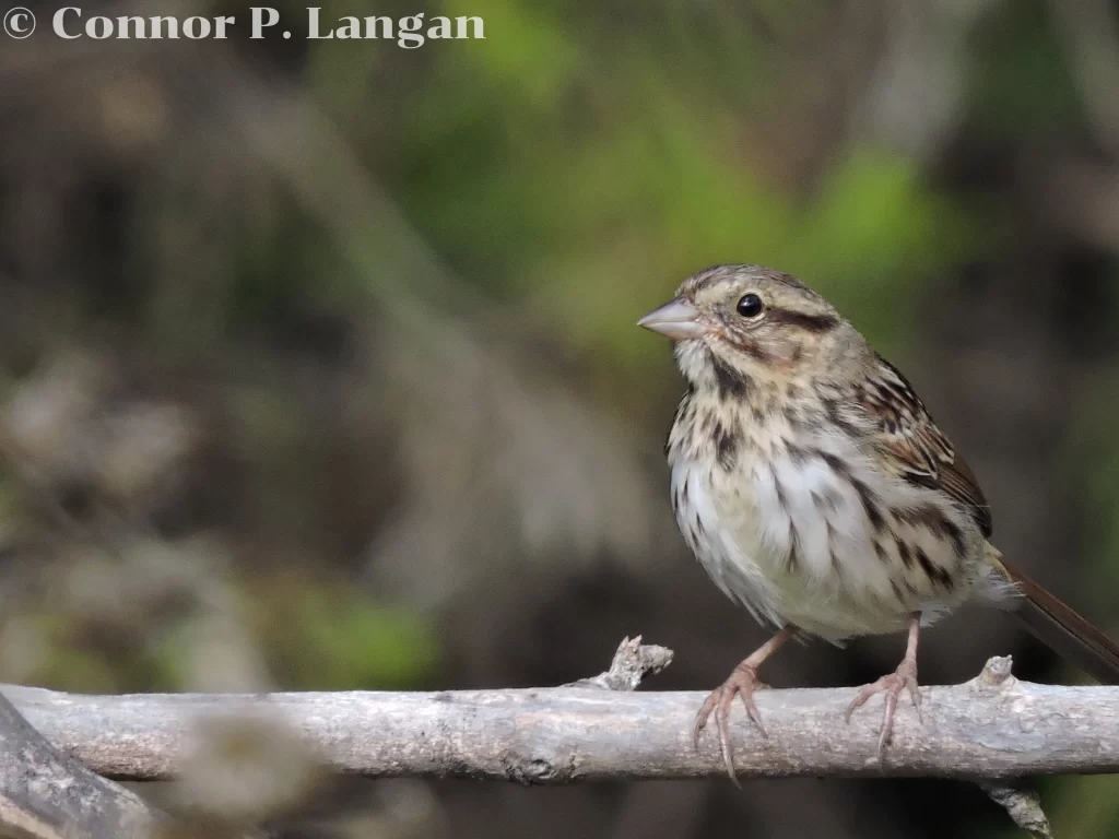 A chunky Song Sparrow perches on a horizontal branch.