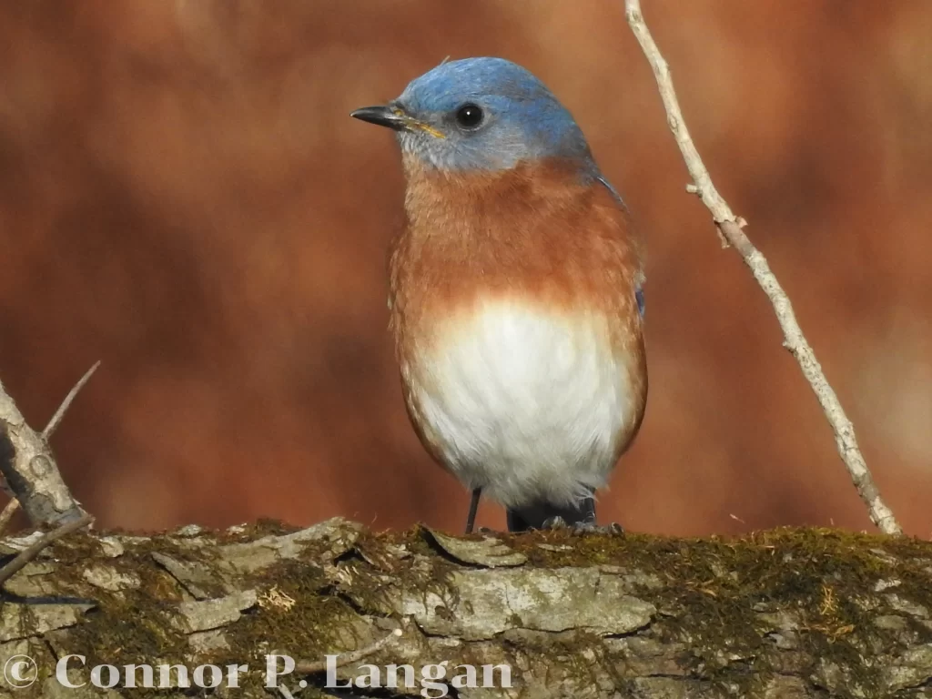 A male Eastern Bluebird stands on a mossy log.