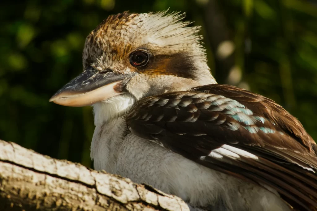 A closeup of Laughing Kookaburra sitting on a tree branch.