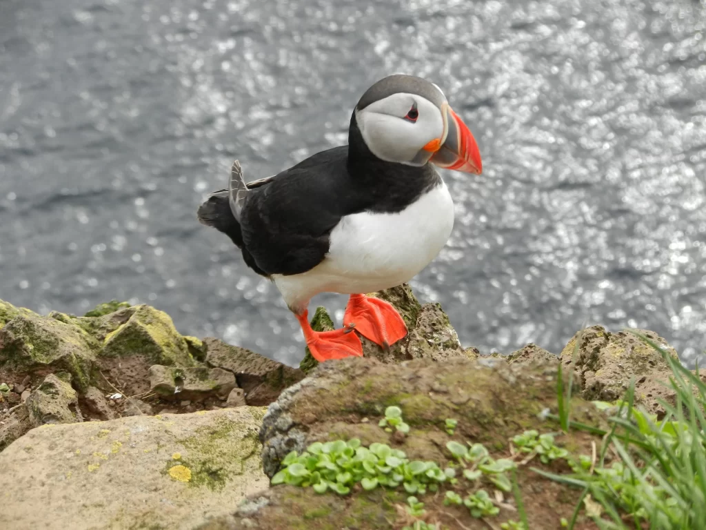 An Atlantic Puffin perches along a cliff overlooking the sea.