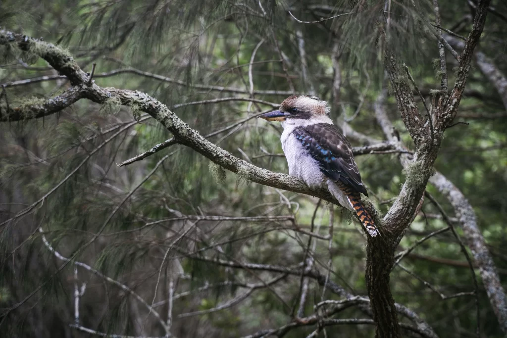 A Laughing Kookaburra sits in a tree within a park.