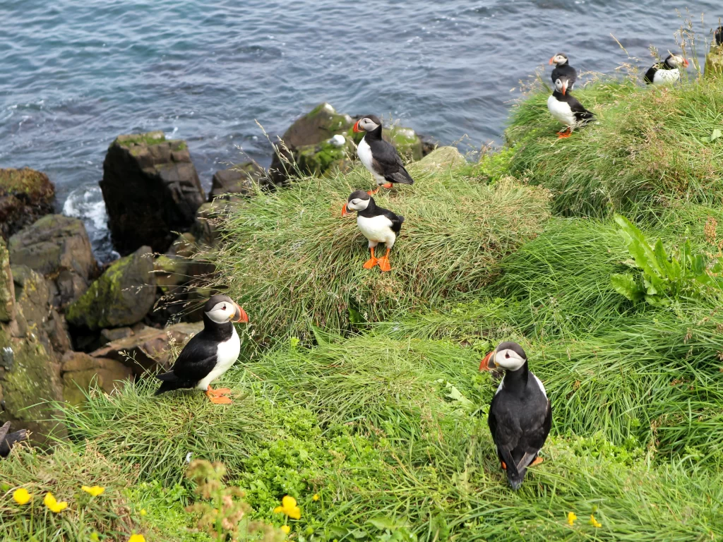 A group of Atlantic Puffins stand together along the grassy shores of a coast.