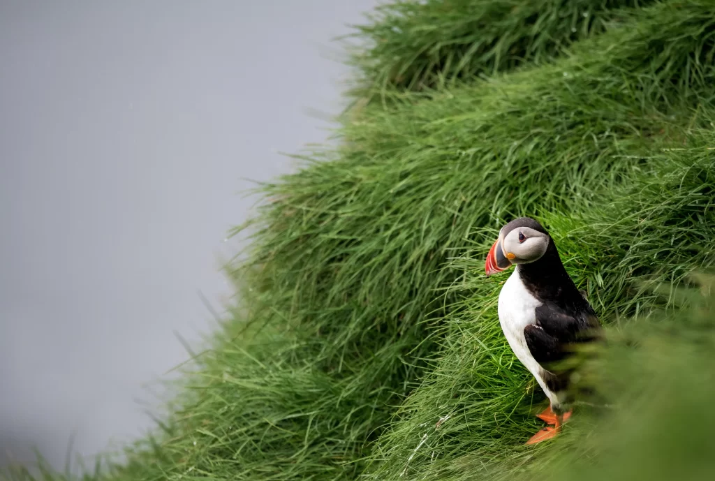 A lone puffin stands at the edge of a grassy cliff.