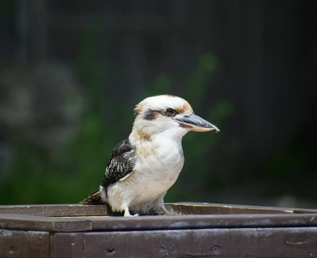 A Laughing Kookaburra stands in a wooden feeder box in a backyard.