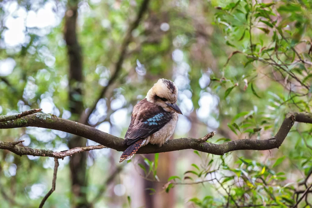 A Laughing Kookaburra sits on a branch and looks at the ground.